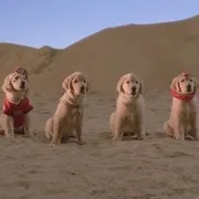 护宝巴迪电影
