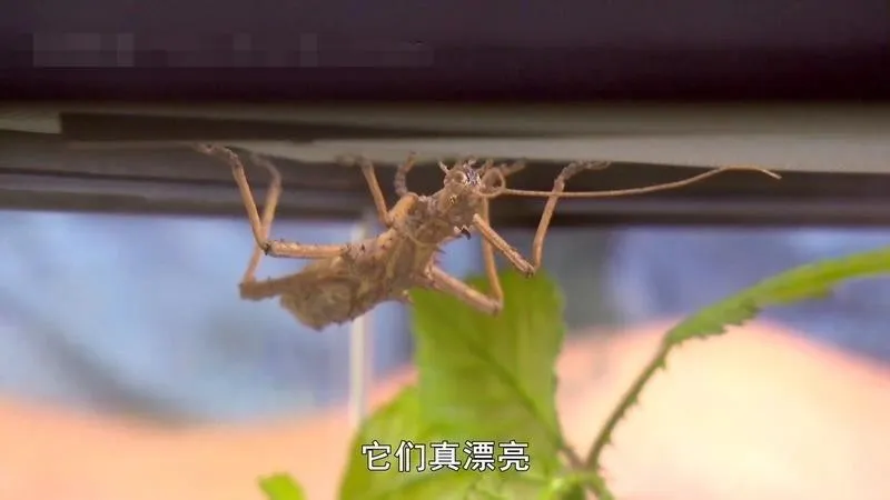 BBC萌宠小当家