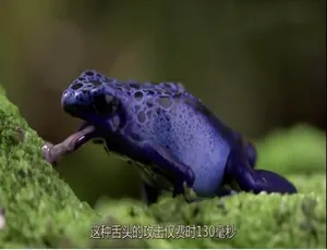 超慢动作下的世界2012 纪录片 全2集 德语中字 高清720P