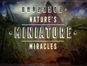 《大自然的微型奇迹 Nature’s Miniature Miracles》蓝光高清国语中字全辑