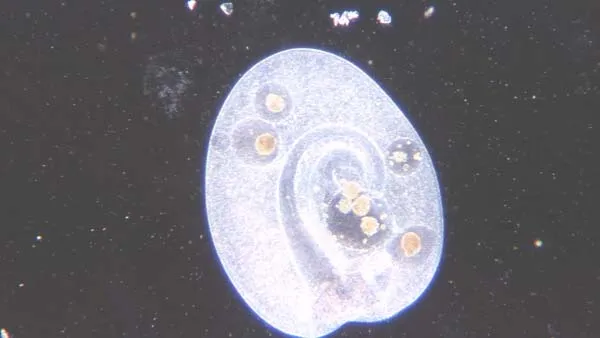 古生物显微摄影