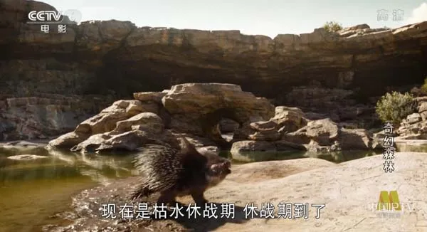 奇幻森林2016