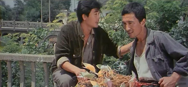鸬鹚驯养 水乡生活