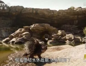 奇幻森林 2016美国电影 高清完整版-蓝海网
