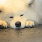 囧蛋奇兵 儿童奇幻电影