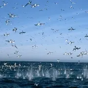 雅克·贝汉海洋生态