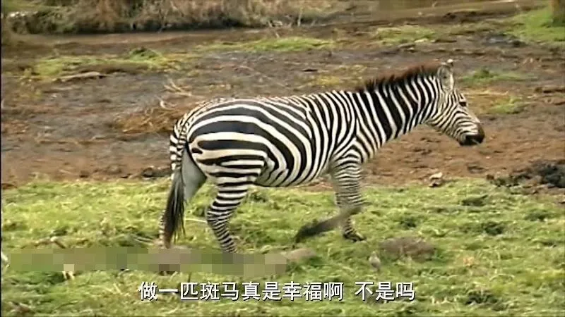 双语启蒙动画片