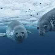 海洋纪录片2009高清中字