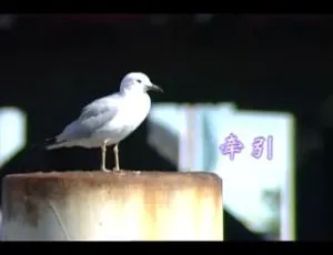 罗时丰 牵引 2003年国语MV 内地 MPG-蓝海网