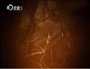 绝对好奇纪录片 1080P高清全两季31集 英语配音中文字幕