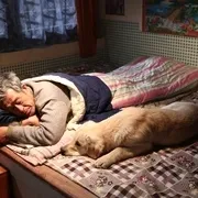 拉布拉多犬