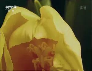 高清纪录片郁金香效应1080P全1集国语中字
