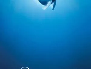 海洋 Océans（2009法国经典剧情片）国语配音中文字幕-蓝海网