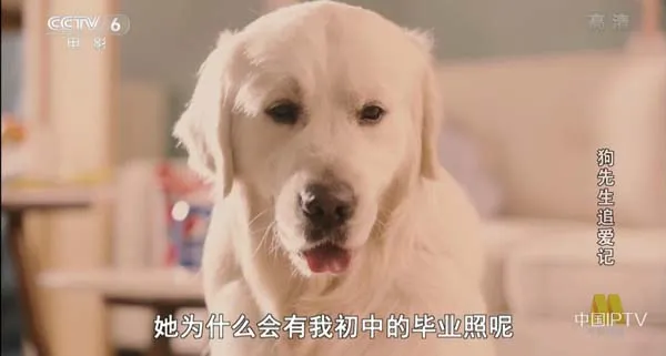 人犬灵魂互换爱情喜剧