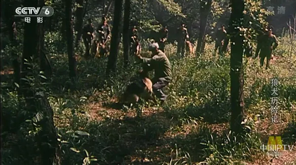 狼犬历险记 1985