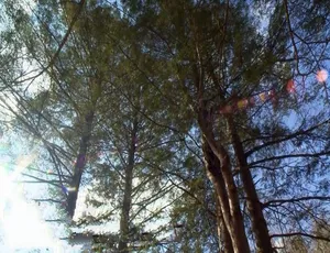 树屋大师第四季全10集 1080P高清英语中字纪录片