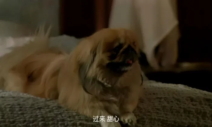 红辣椒1989电影