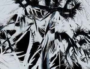 Plastic Tree - Plastic Tree 2024 Hi-Res 24Bit/96kHz Flac-蓝海网