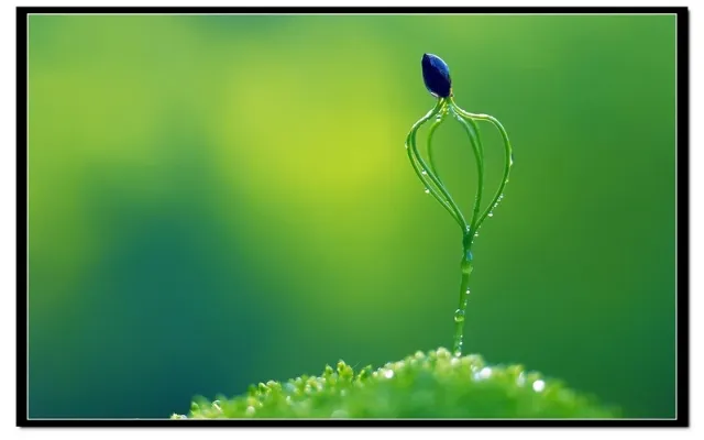 朱莉娅·菲舍尔 四季 蓝光ISO