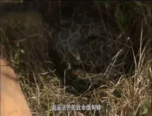 生活科技大解密 第九季全20集 1080P高清 中英字幕版-蓝海网
